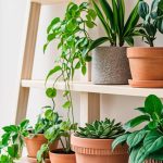 Featured image: Indoor Plants for Beginners: 8 Varieties That Thrive on Neglect
